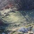 Meute de loups dans le parc National des (...)