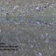Meute de loups dans le parc National des (...)