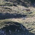 Meute de loups dans le parc National des (...)