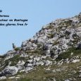 Meute de loups dans le parc National des (...)