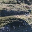 Meute de loups dans le parc National des (...)