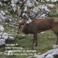 Brame du cerf dans le Parc National des (...)