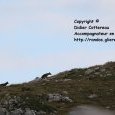 Meute de loups dans le parc National des (...)