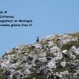 Meute de loups dans le parc National des (...)