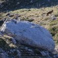 Meute de loups dans le parc National des (...)