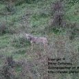 Meute de loups dans le parc National des (...)