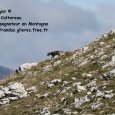 Meute de loups dans le parc National des (...)