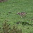 Meute de loups dans le parc National des (...)