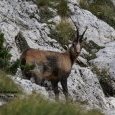Chamois du Parc National des Abruzzes