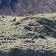 Meute de loups dans le parc National des (...)