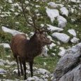 Brame du cerf dans le Parc National des (...)
