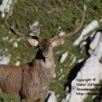 Brame du cerf dans le Parc National des (...)
