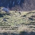 observation et photographie d'une meute de (...)