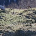 Meute de loups dans le parc National des (...)