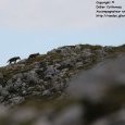 Meute de loups dans le parc National des (...)
