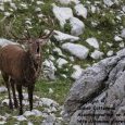 Brame du cerf dans le Parc National des (...)