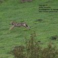 Meute de loups dans le parc National des (...)