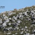 Meute de loups dans le parc National des (...)
