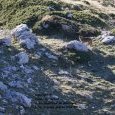 Meute de loups dans le parc National des (...)